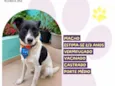 Papazinho