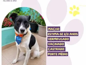 Cachorro raça SRD-ViraLata idade 2 anos nome Papazinho