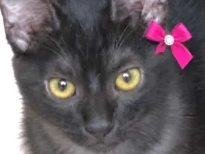 Gato raça SRD-ViraLata idade 2 a 6 meses nome Helena