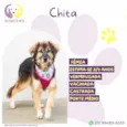Chita