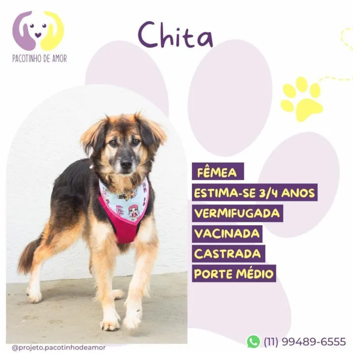 Cachorro raça SRD-ViraLata idade 3 anos nome Chita