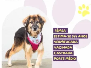 Cachorro raça SRD-ViraLata idade 3 anos nome Chita