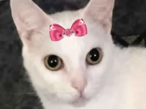 Gato raça SRD-ViraLata idade 2 a 6 meses nome Nana