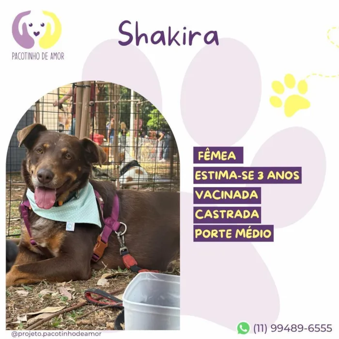 Cachorro raça SRD-ViraLata idade 3 anos nome Shakira