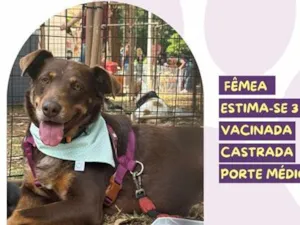 Cachorro raça SRD-ViraLata idade 3 anos nome Shakira
