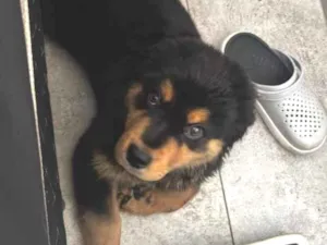 Cachorro raça SRD-ViraLata idade 2 a 6 meses nome Sirius