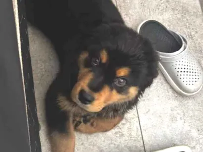 Cachorro raça SRD-ViraLata idade 2 a 6 meses nome Sirius