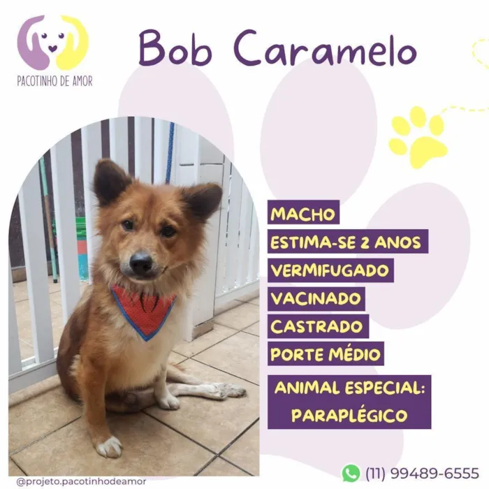 Cachorro raça SRD-ViraLata idade 2 anos nome Bob Caramelo