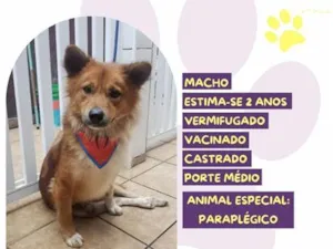 Cachorro raça SRD-ViraLata idade 2 anos nome Bob Caramelo
