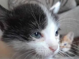 Gato raça SRD-ViraLata idade Abaixo de 2 meses nome Aquiles