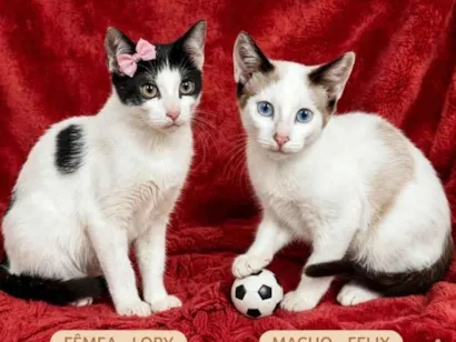 Gato raça SRD-ViraLata idade 2 a 6 meses nome  Lara e Felix: 6meses