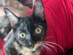 Gato raça SRD-ViraLata idade 2 a 6 meses nome Kira