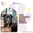 Boris