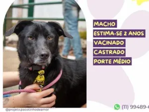Cachorro raça SRD-ViraLata idade 2 anos nome Boris