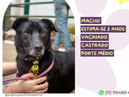 Cachorro raça SRD-ViraLata idade 2 anos nome Boris