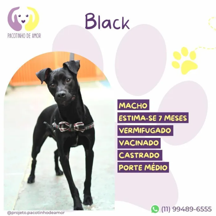 Cachorro raça SRD-ViraLata idade 7 a 11 meses nome Black