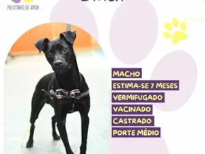Cachorro raça SRD-ViraLata idade 7 a 11 meses nome Black