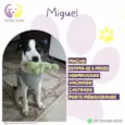 Miguel