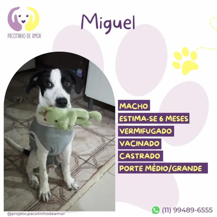 Cachorro raça SRD-ViraLata idade 2 a 6 meses nome Miguel