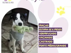 Cachorro raça SRD-ViraLata idade 2 a 6 meses nome Miguel