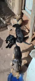 negão, bolinha , fiapo de manga e dimenor 