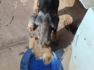 Cachorro raça SRD-ViraLata idade 2 a 6 meses nome negão, bolinha , fiapo de manga e dimenor 