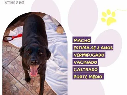Cachorro raça SRD-ViraLata idade 2 anos nome Oreo