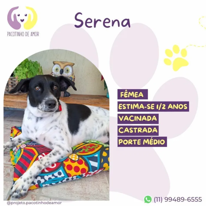 Cachorro raça SRD-ViraLata idade 2 anos nome Serena