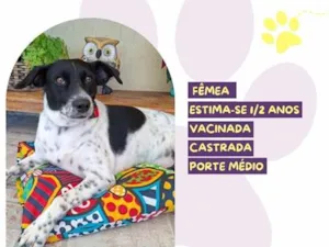 Cachorro raça SRD-ViraLata idade 2 anos nome Serena