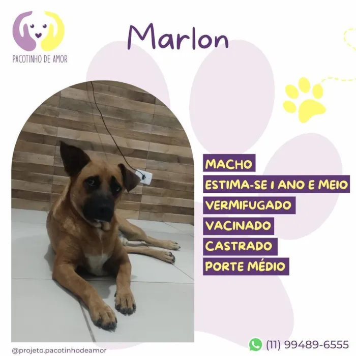 Cachorro raça SRD-ViraLata idade 1 ano nome Marlon