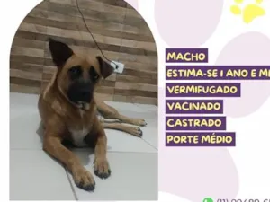 Cachorro raça SRD-ViraLata idade 1 ano nome Marlon
