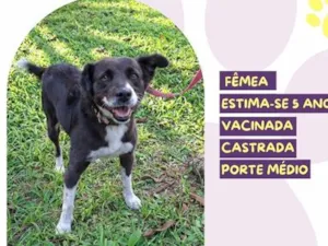 Cachorro raça SRD-ViraLata idade 5 anos nome Nala