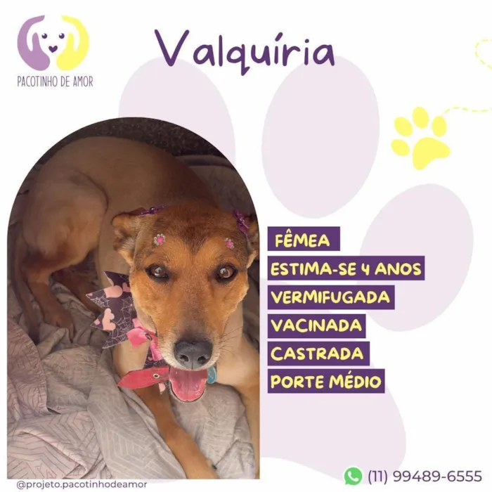 Cachorro raça SRD-ViraLata idade 4 anos nome Valquíria