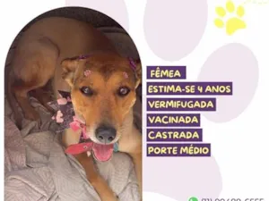 Cachorro raça SRD-ViraLata idade 4 anos nome Valquíria