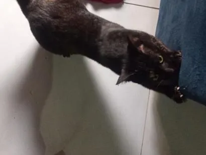 Gato raça SRD-ViraLata idade 7 a 11 meses nome Nina 
