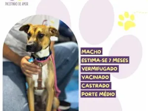 Cachorro raça SRD-ViraLata idade 7 a 11 meses nome Luck