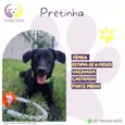 Pretinha