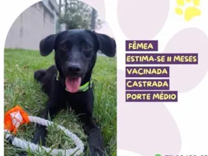 Cachorro raça SRD-ViraLata idade 7 a 11 meses nome Pretinha