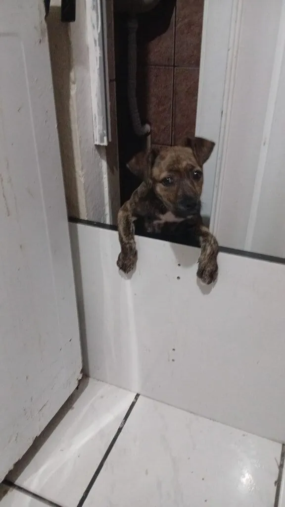 Cachorro raça SRD-ViraLata idade 2 a 6 meses nome Zara