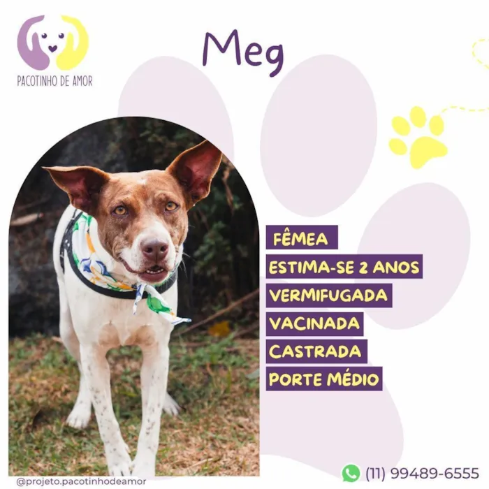 Cachorro raça SRD-ViraLata idade 2 anos nome Meg