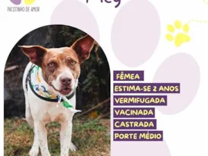 Cachorro raça SRD-ViraLata idade 2 anos nome Meg