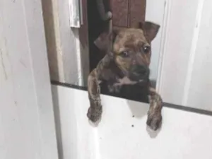 Cachorro raça SRD-ViraLata idade 2 a 6 meses nome Zara