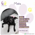 Malu