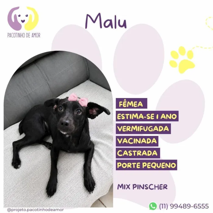 Cachorro raça SRD-ViraLata idade 1 ano nome Malu