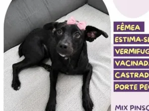 Cachorro raça SRD-ViraLata idade 1 ano nome Malu