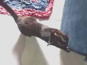 Gato raça SRD-ViraLata idade 7 a 11 meses nome Nina 