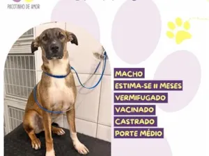 Cachorro raça SRD-ViraLata idade 7 a 11 meses nome Churros