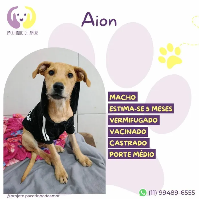 Cachorro raça SRD-ViraLata idade 2 a 6 meses nome Aion