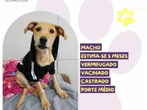 Cachorro raça SRD-ViraLata idade 2 a 6 meses nome Aion