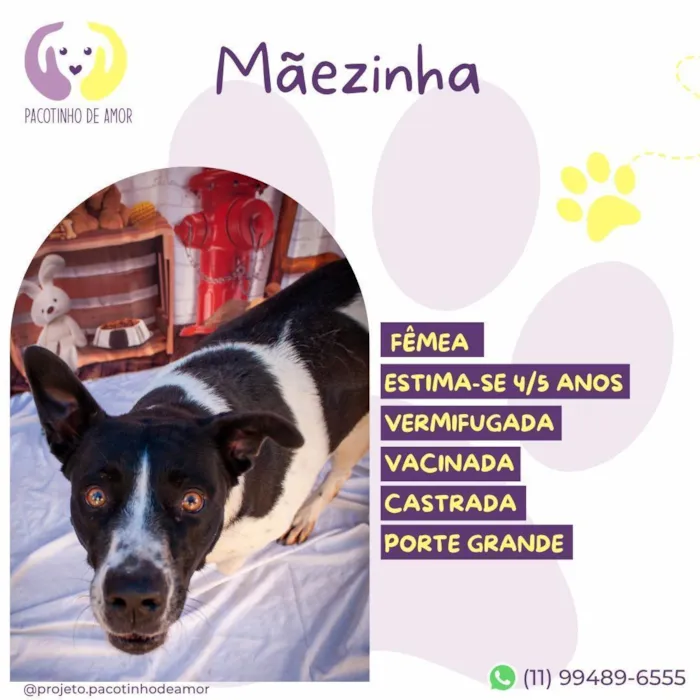 Cachorro raça SRD-ViraLata idade 4 anos nome Mãezinha
